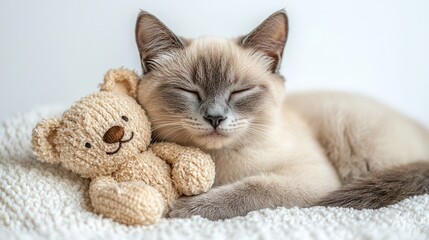 Sweet Tonkinese Cat Cuddling with Teddy Bear