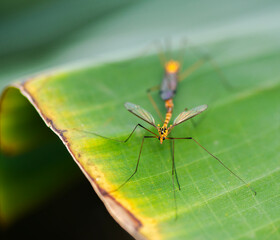 Nephrotoma is a genus of crane flies. Nephrotoma species have a lustrous body, appearing yellow with black or brown stripes and spots. If the body is black, there are coloured bands on the abdomen.