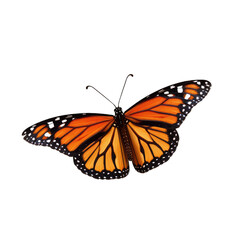 Obraz premium butterfly isolated on white