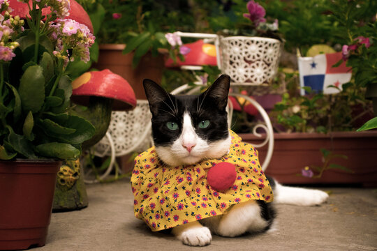 Gata vestida con traje tradicional de Panam&aacute;, la pollera