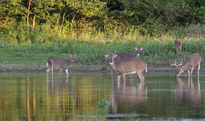Herd of deer wading a shallow pond at sunset.