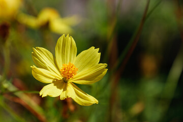 レモンイエローのコスモス03