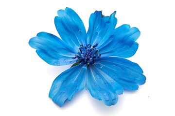 Fototapeta premium Bluebottle Flower isolated on white background.