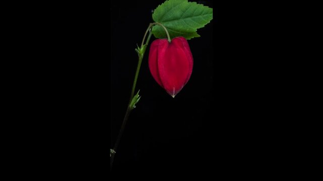 Red calyx Abutilon flowering time-lapse photography