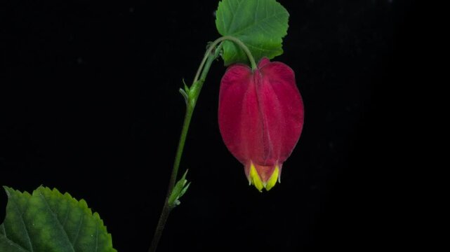 Red calyx Abutilon flowering time-lapse photography