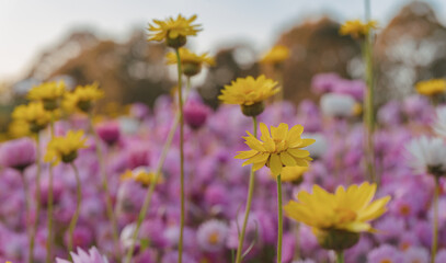 The Australian Botanic Garden, Mount Annan is the Australian native plant garden of the Royal Botanic Gardens, Sydney and covers 416 hectares