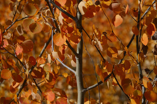 Close up red leaves on an aspen tree seen in the fall in the Rocky mountains