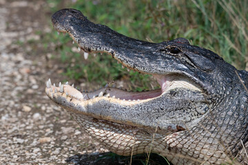 American alligator with wide open mouthl, close up. Brazos Bend State Park, Texas, USA