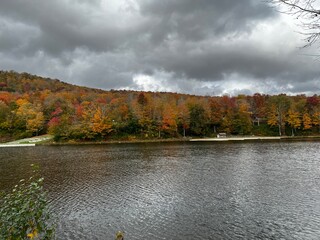 autumn in the forest