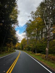 road in autumn forest