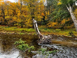 autumn in the forest