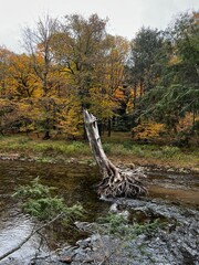 autumn in the forest