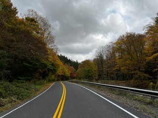road in the forest