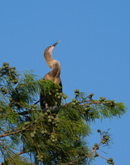 The anhinga (Anhinga anhinga) grying its wings in Resoft Park, Texas,  on the blue sky background