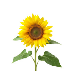 sunflower isolated on transparent background