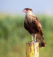 Northern crested caracara (Caracara cheriway)  close up, Galveston, Texas, USA