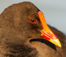 The dusky moorhen is a bird species in the rail family and is one of the eight extant species in...