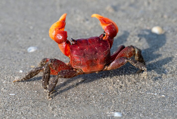 Armases cinereum, or squareback marsh crab on the sand beach in Galveston, Texas, USA