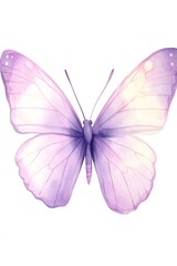 butterfly isolated on white