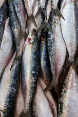 Obraz premium Fresh sardines for sale at the fish market in Santos, Brazil