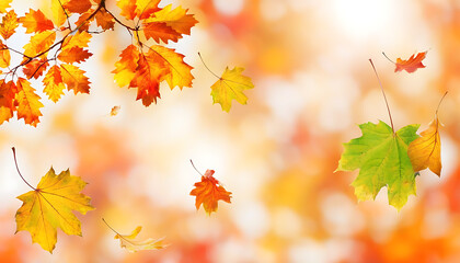 Beautiful autumn leaves falling background