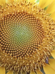 FLOR DE GIRASOL, FORMAS DE UNA FLOR