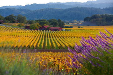 Fall Colors in Napa Vineyard, California