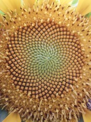 FLOR DE GIRASOL, FORMAS DE UNA FLOR