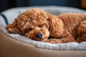Adorable Fluffy Poodle Sleeping Comfortably on a Soft Bed
