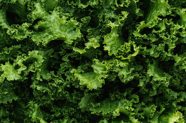 close up of green lettuce texture