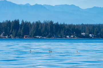 View from the water on the puget sound with distant mountains and western grebes in the foreground