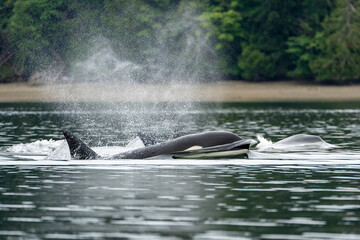 Close-up of an orca emerging from the water on the puget sound, with significant water spray