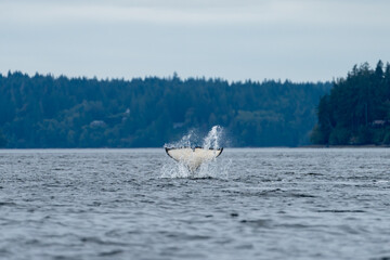 Orca tail fin splashing as it dives down into the water of the puget sound