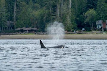 Obraz premium Orca rises out of the water to spout in front of a beach on the puget sound
