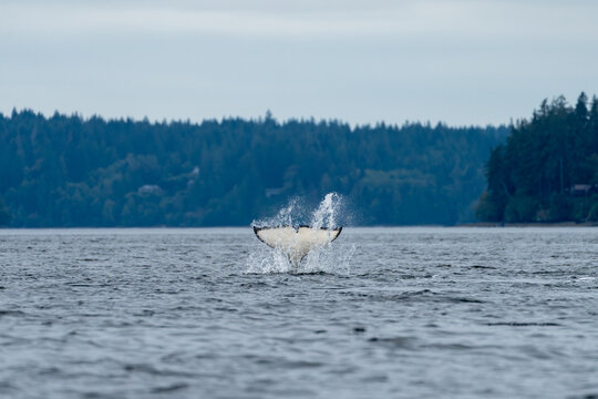 Orca tail fin splashing as it dives down into the water of the puget sound