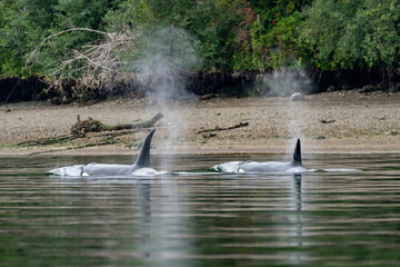 Two orcase rising from the water immediately in front of an empty beach on the puget sound