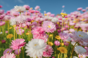 Obraz premium The Australian Botanic Garden, Mount Annan is the Australian native plant garden of the Royal Botanic Gardens, Sydney and covers 416 hectares