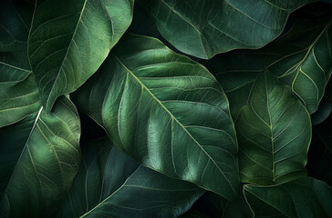 dark green leaves with distinct veins and subtle textures