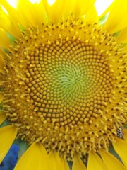 FLOR DE GIRASOL, FORMAS DE UNA FLOR