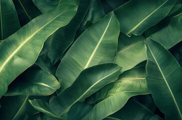 Obraz premium Close up of large banana leaves against a dark green background