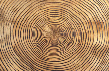 Fototapeta premium wood grain cross section texture background