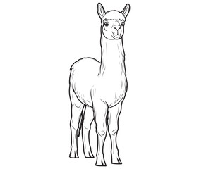 Alpaca silhouette vector, llama line art vector, animal vector