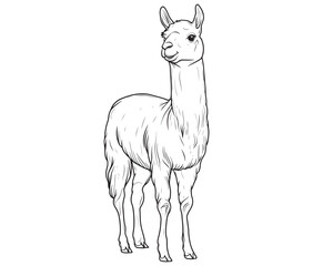 Alpaca silhouette vector, llama line art vector, animal vector