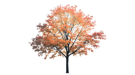 A tree with orange leaves stands alone on a white background. The tree is the main focus of the image, and its bright orange leaves contrast with the white background, creating a sense of warmth