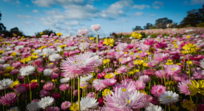 The Australian Botanic Garden, Mount Annan is the Australian native plant garden of the Royal Botanic Gardens, Sydney and covers 416 hectares