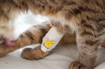 Sick cat with Saline intravenous in the animal hospital. The cat's paw is tied to the infusion...