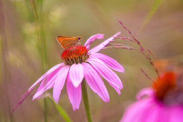 butterfly on flower