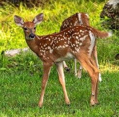 Two whitetail deer fawns in the wild in Warren County, Pennsylvania, USA on a sunny summer day