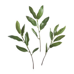Obraz premium green leaves isolated on white background