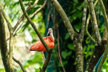 Scarlet ibis perched on a branch in a tree